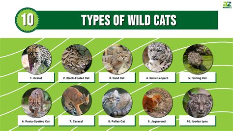 Famous big cat names.  It&rsquo;s time to choose the perfect name! Feb 27, 2024 · Roar in...