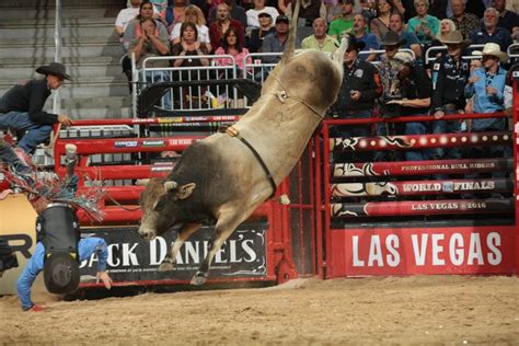 Famous bucking bull names. Probullstats Top 500 currently active Bulls by adjusted average marking. ... Bucking Bulls. Probullstats Top 500 Active Bulls. 847 results - Page 1 of 17 