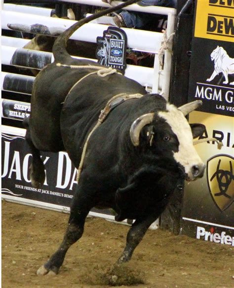 Famous bulls of pbr. The Professional Bull Riders, Inc. ( PBR) is an international professional bull riding organization headquartered in Pueblo, Colorado, United States. It is the largest bull … 