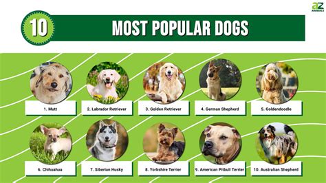 Famous dogs. .  <a href=https://markamarket.fr/mvfgc/charter-funeral-home-cremato...
