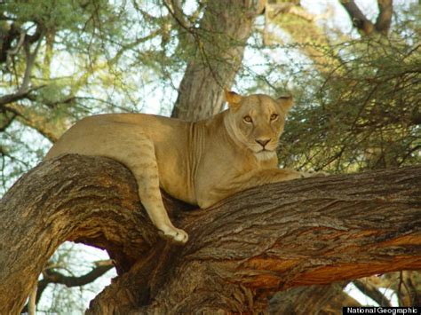 💦 Famous-Lioness Onlyfans Leak XxX