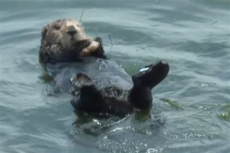 Fan club grows for angry California sea otter