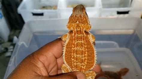 Fancy Bearded Dragon 101: Facts, Pictures & Care - Reptile Maniac