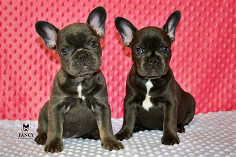 Fancy Frenchies Florida Fancy Frenchies, french …