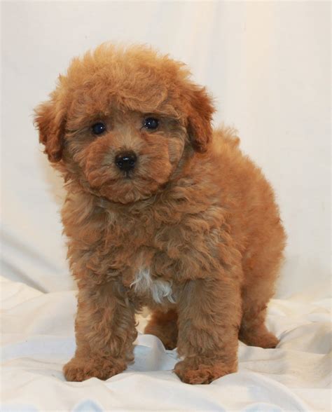 Good Dog is your partner in all parts of your puppy search. We're here to help you find Poodle puppies for sale near Rhode Island from responsible breeders you can trust. Easily search hundreds of Poodle puppy listings, connect directly with our community of Poodle breeders near Rhode Island, and start your journey into dog ownership today ....