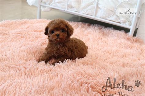 Here at Primrose Poodles we have been breeding, showing and specializing in the black and brown toys for many years. We have added beautiful apricots and reds in our breeding program for companions and show prospects. We strive to breed for beauty, intelligence, and good temperaments.. 