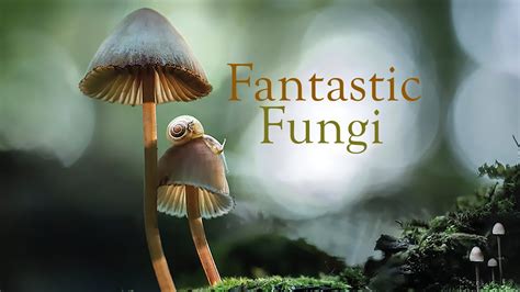Fantastic Fungi.