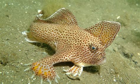 Farewell smooth handfish: What can we learn from the world