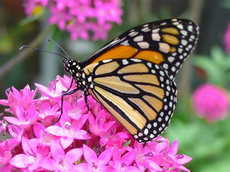 Farfalla. What does farfalla mean in Italian? English Translation. butterfly. More meanings for farfalla. butterfly noun. farfalla. moth noun. 