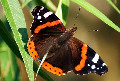 Farfalls. La metamorfosi meravigliosa di un bruco che diventa farfalla. In questo video potete ammirare tutta la bellezza della natura e delle specie viventi che popol... 