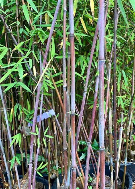 Fargesia, Blue Fountain Bamboo, Hardy Blue Bamboo …