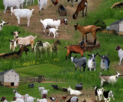 Farm animals. Things To Know About Farm animals. 