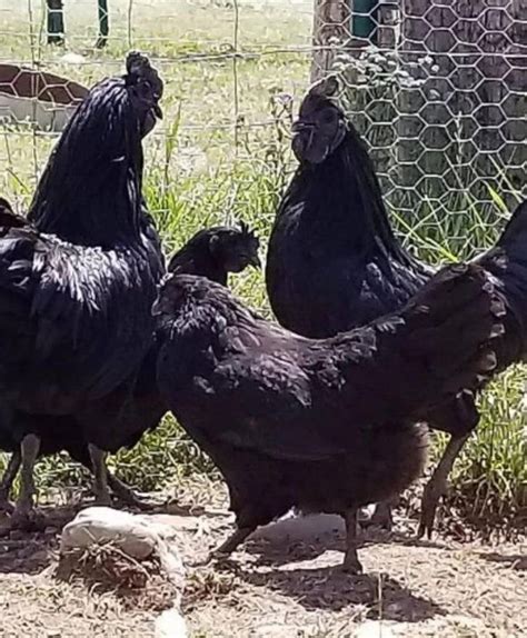 Farm gang bang teen. .  ...