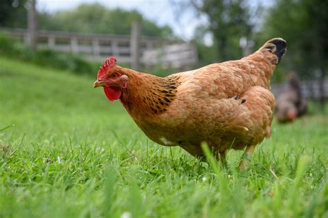 Farm hen. Organic, Free-Range & Pasture-Raised Eggs | Farmers Hen House. More Than an Egg. Our eggs not only taste good, but do good for the hen, the farmer, the environment, and … 