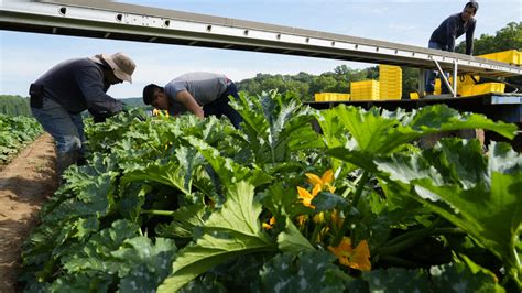 Farm laborers to receive greater protections under Biden administration proposal