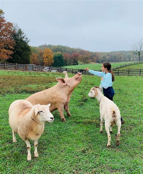 Farm sanctuary internships.  Internships at MMFS offer the unique opportunity of working...