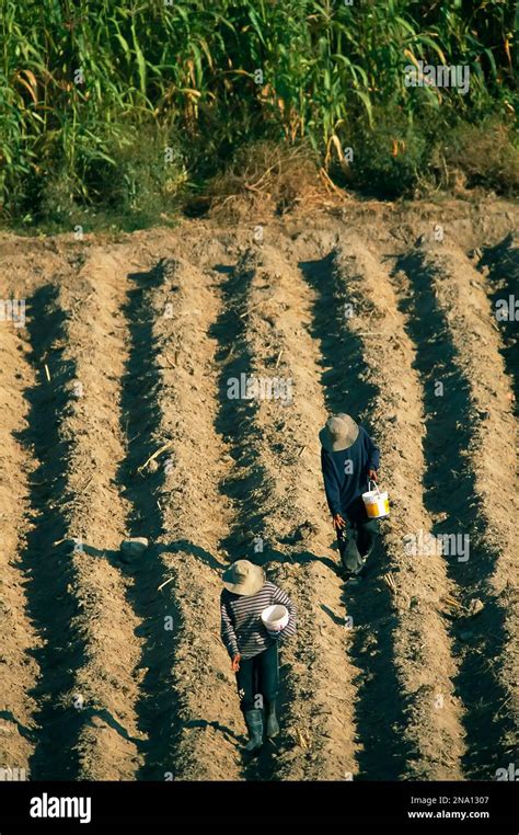 Farmers in final push to plant corn Local News