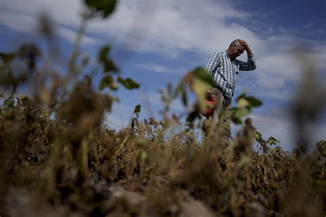 Farmers struggle in Argentina as drought withers their crops