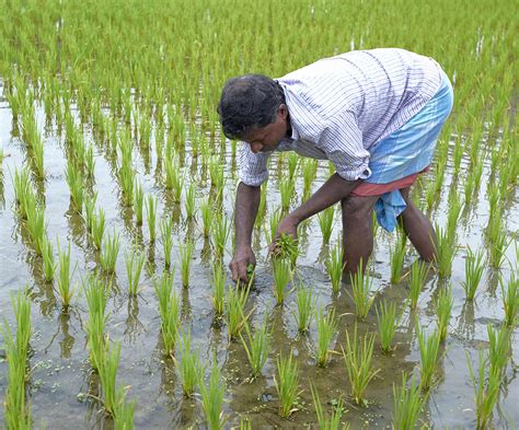 Farmers switching over to natural farming : The Tribune India