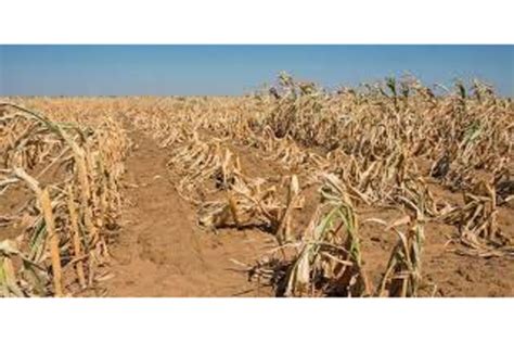 Farmers warned of aflatoxins in food amid drought threat