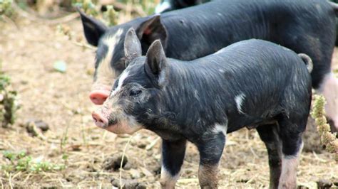 Farming bodies disappointed by biosecurity levy Shepparton …