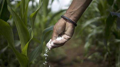 Farming crisis: India faces fertiliser crunch ahead of key sowing ...