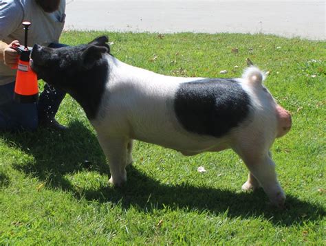 Farnham showpigs. Great discussions are par for the course here on Lifehacker. Each day, we highlight a discussion that is particularly helpful or insightful, along with other great discussions and ... 