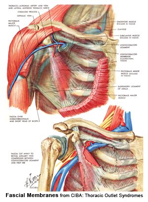 Fascia and Scar Tissue Release Fascial Linkage …