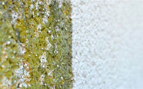 Fassadenreinigung von moos algen und flechten. Things To Know About Fassadenreinigung von moos algen und flechten. 