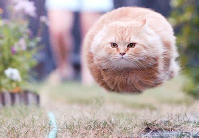 Fast cat. Fast CAT. FAST CAT which stands for Coursing Ability Test is a timed 100-yard dash where dogs run one at a time, chasing a lure. It’s over before you know it and it’s nothing short of awe-inspiring to watch your dog run at top speed, ears back, eyes focused, legs strong. 