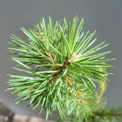 Fast growing conifers - Jackson’s Nurseries