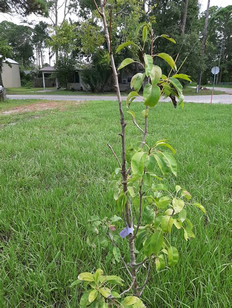 Fast growing trees .com. Here are 15 fast-growing native trees and shrubs that can capture carbon quickly. The “slowest” of them grow 2 to 3 feet per year, while the fastest can grow over 10 … 