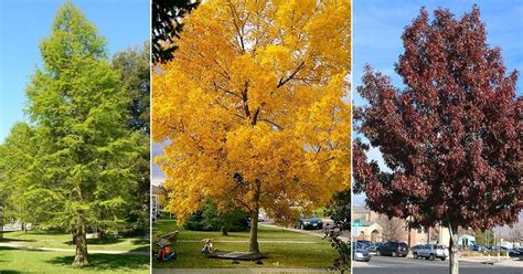 Fast growing trees texas. 5 Oct 2021 ... Some of the fasting growing tall shade trees we have are going to be the Mexican Sycamore, the Austin Red Oak, the Montezuma Cypress (with ... 
