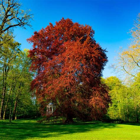 Fast-growing-trees.com. For trees to reach full growth, it depends on the climate and the water available. In tropical climates with warm weather and a plentiful supply of water, a tree can become fully g... 