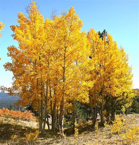 Fastest growing trees. Some of the most popular fast-growing trees for shade are maple, birch, weeping willow, and flowering dogwood trees. However, suppose you need evergreen trees with accelerated growth for privacy or … 
