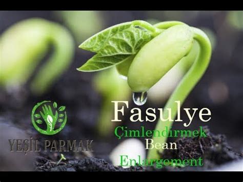 Fasulye Nasıl Çimlenir GÖRSEL SHOW ( Bean Enlargement). 