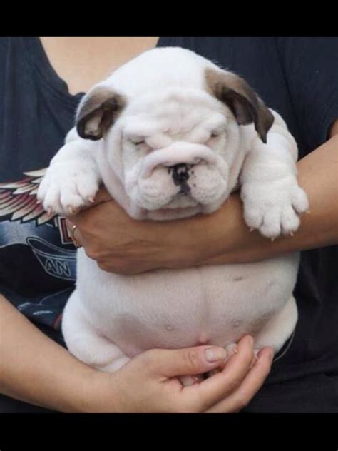 Fat Bulldog Puppies For Sale