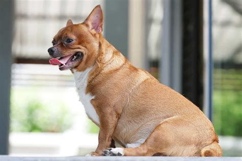 Fat Chihuahua: A Guide to Slimming Down an Obese …