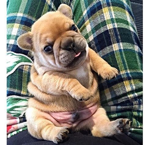 Fat French Bulldog Puppy