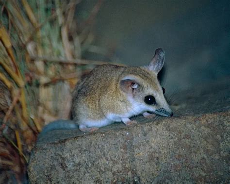 Fat Tailed Dunnart - The Animal Facts