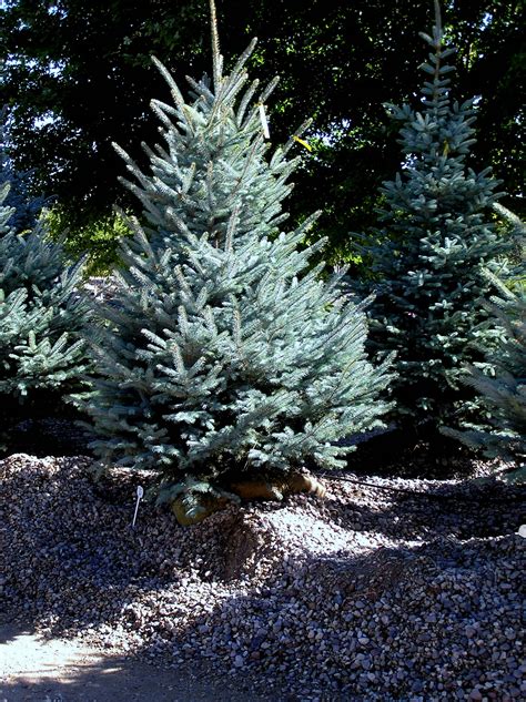Fat albert blue spruce. Fat Albert Blue Spruce is a dense evergreen tree with a strong central leader and a distinctive and refined pyramidal form. Its average texture blends into the landscape, but can be balanced by one or two finer or coarser trees or shrubs for an effective composition. 