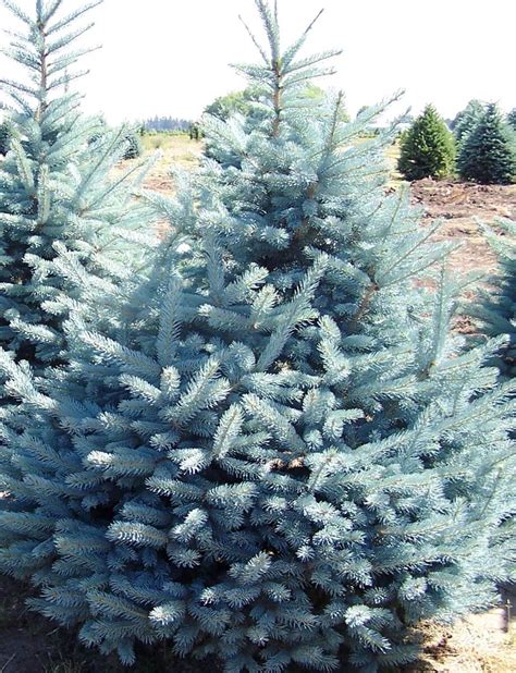 Fat albert spruce. Named after Fat Albert of the Fat Albert & The Cosby Kids tv show that aired during the 1970s and 80s, the 'Fat Albert' Colorado Blue Spruce was introduced in the 1970s as well, and has stood the test of time for very good reasons. Its dense, ascending branches are clothed in brilliant steel blue needles on a dense, broad, pyramidal form. 