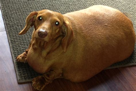 The Dachshund known as "Fat Vincent" has been re-named "Skinny Vinnie" after going from 38 to 17 pounds in eight months. Skinny Vinnie of K-9 Rescue Angels/Facebook &#151; -- At 7 years old ...