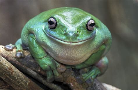 Fat frog. Things To Know About Fat frog. 