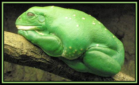 Fat frogs. Things To Know About Fat frogs. 