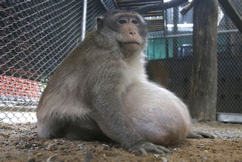 Fat monkey. Things To Know About Fat monkey. 