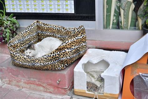 Fatih belediyesi kedi evi