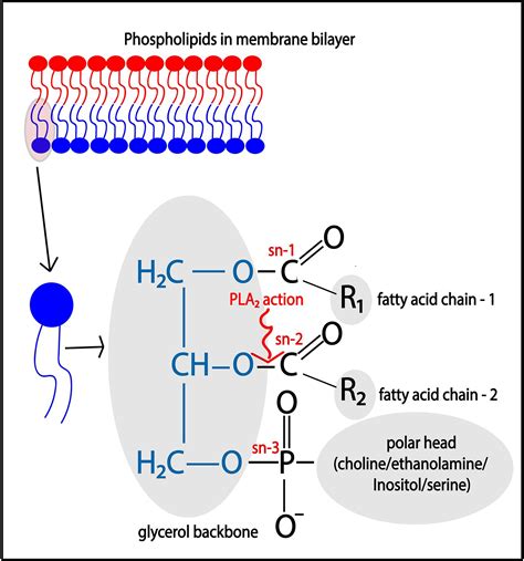 Fatty Acid Distribution in Bacterial Phospholipids. The Specificity …