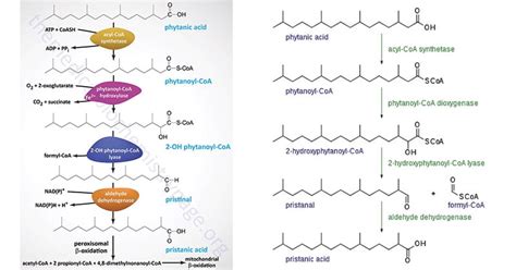 Fatty Acid Omega Oxidation - an overview ScienceDirect Topics