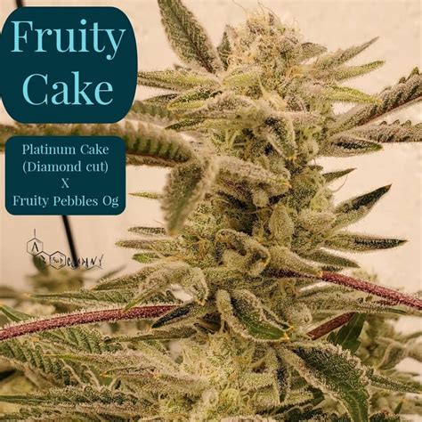 Fatty Cakes (Reg - Insane Seeds